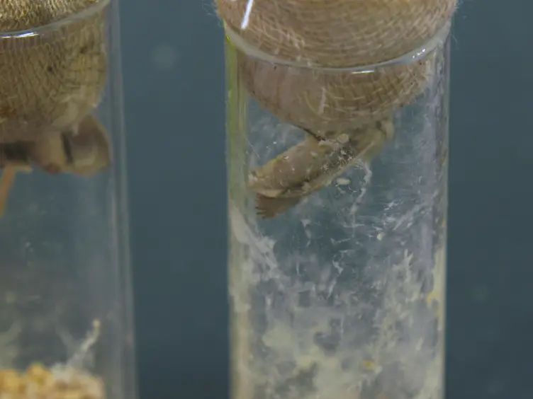 Protocols for Investigating the Host-tissue Distribution, Transmission-mode, and Effect on the Host Fitness of a Densovirus in the Cotton Bollworm