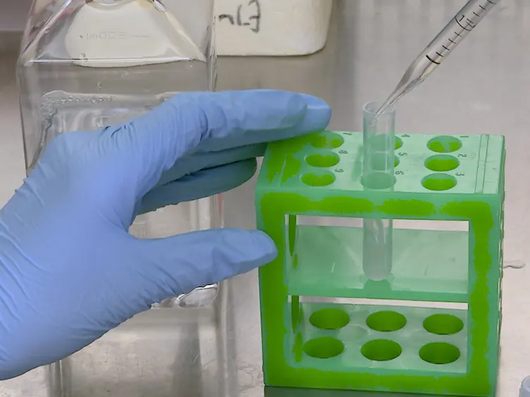 Small RNA Transfection in Primary Human Th17 Cells by Next Generation Electroporation