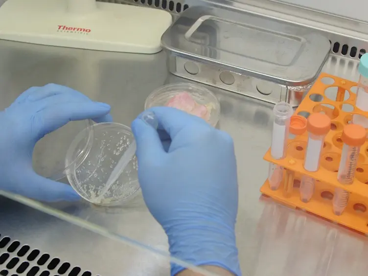 A 5-mC Dot Blot Assay Quantifying the DNA Methylation Level of Chondrocyte Dedifferentiation <em>In Vitro</em>