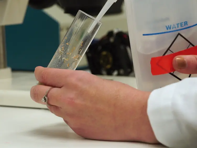 Novel Assay for Cold Nociception in <em>Drosophila</em> Larvae