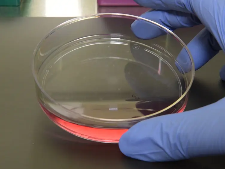 Using a Fluorescent PCR-capillary Gel Electrophoresis Technique to Genotype CRISPR/Cas9-mediated Knockout Mutants in a High-throughput Format