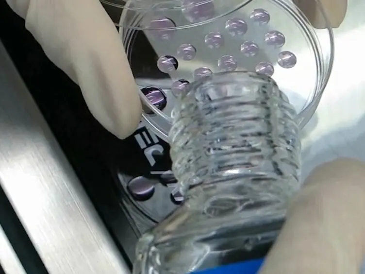 <em>In Vitro</em> Growth of Mouse Preantral Follicles Under Simulated Microgravity