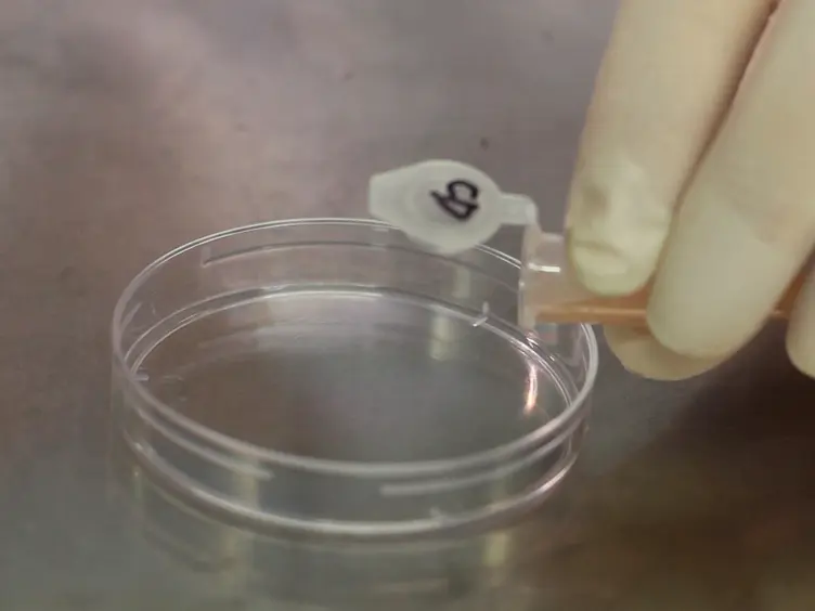 Whole-cell Patch-clamp Recordings of Isolated Primary Epithelial Cells from the Epididymis