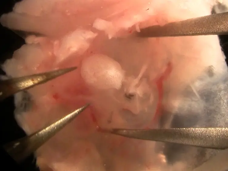 Neonatal Murine Cochlear Explant Technique as an <em>In Vitro</em> Screening Tool in Hearing Research