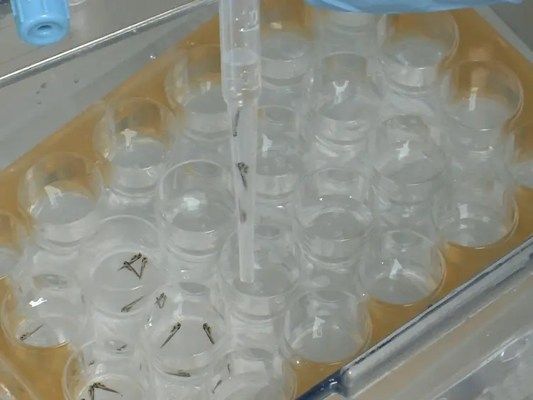 Induction of Hypoxia in Living Frog and Zebrafish Embryos