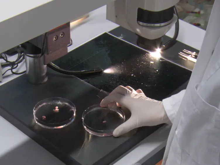 Dissection and Culture of Mouse Embryonic Kidney