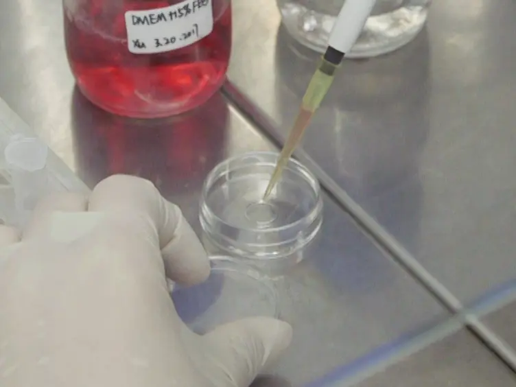 Preparation of Plasma Membrane Vesicles from Bone Marrow Mesenchymal Stem Cells for Potential Cytoplasm Replacement Therapy