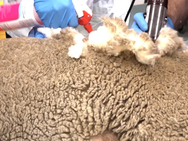 Ovine Lumbar Intervertebral Disc Degeneration Model Utilizing a Lateral Retroperitoneal Drill Bit Injury