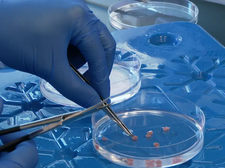 <em>In Vitro</em> Differentiation of Human Mesenchymal Stem Cells into Functional Cardiomyocyte-like Cells