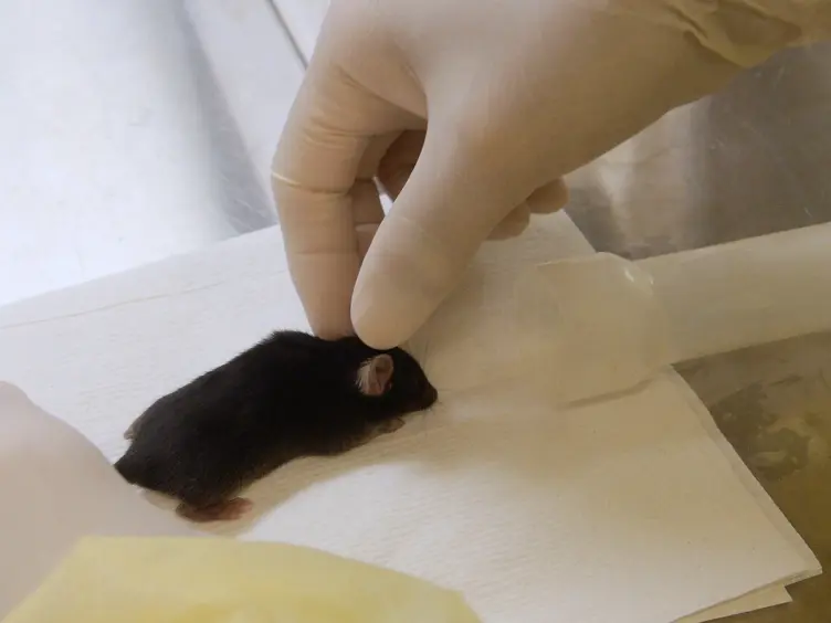 Subpial Adeno-associated Virus 9 (AAV9) Vector Delivery in Adult Mice
