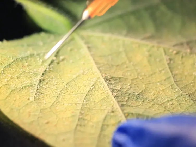 Methods for the Extraction of Endosymbionts from the Whitefly <em>Bemisia tabaci</em>