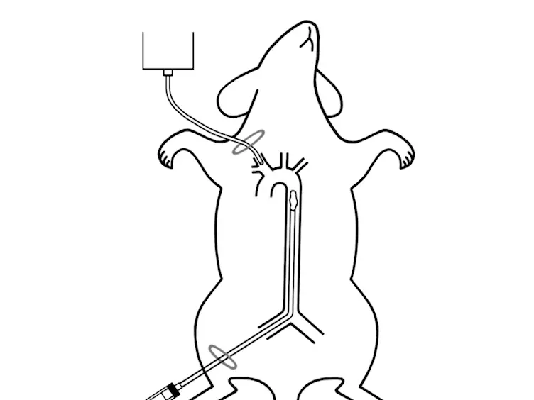 Reproducible Motor Deficit Following Aortic Occlusion in a Rat Model Of Spinal Cord Ischemia