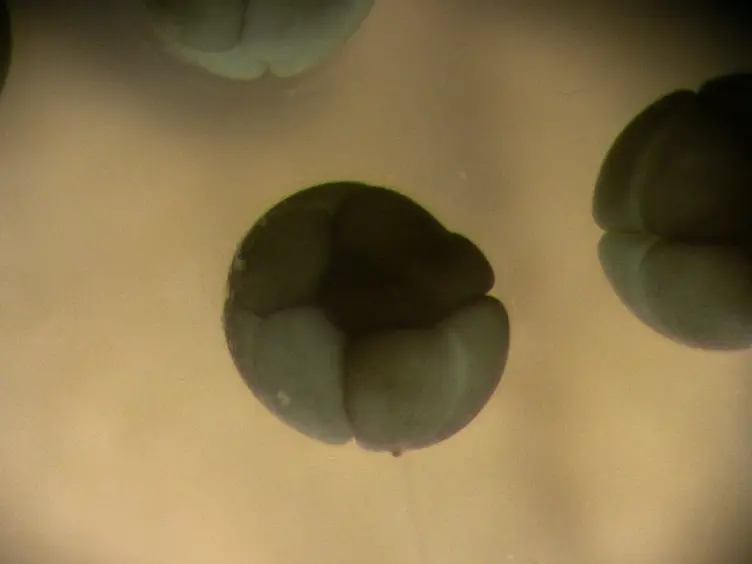 Light-mediated Reversible Modulation of the Mitogen-activated Protein Kinase Pathway during Cell Differentiation and <em>Xenopus</em> Embryonic Development