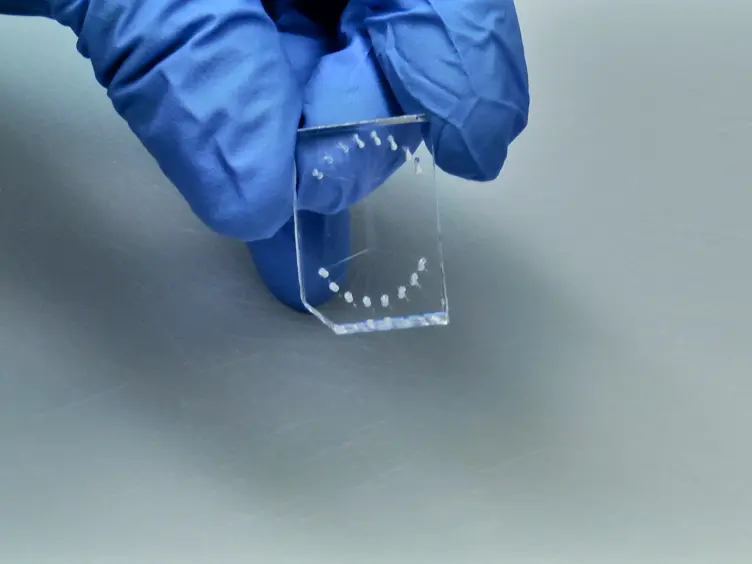 PIP-on-a-chip: A Label-free Study of Protein-phosphoinositide Interactions