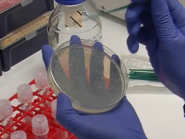 A Protocol for Multiple Gene Knockout in Mouse Small Intestinal Organoids Using a CRISPR-concatemer