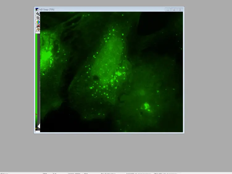 Quantitative Localization of a Golgi Protein by Imaging Its Center of Fluorescence Mass