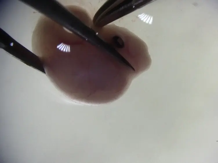 Live Imaging of Mouse Secondary Palate Fusion