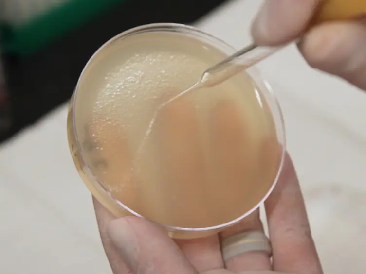 Synthesis of Infectious Bacteriophages in an <em>E. coli-</em>based Cell-free Expression System