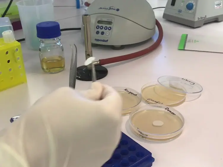 Creation of a Dense Transposon Insertion Library Using Bacterial Conjugation in Enterobacterial Strains Such As<em> Escherichia Coli</em> or <em>Shigella flexneri</em>