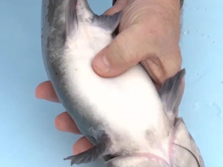 Microinjection of CRISPR/Cas9 Protein into Channel Catfish, <em>Ictalurus punctatus</em>, Embryos for Gene Editing