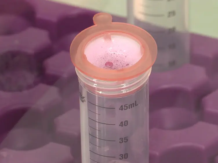 <em>In Vitro </em>Phagocytosis of Myelin Debris by Bone Marrow-Derived Macrophages