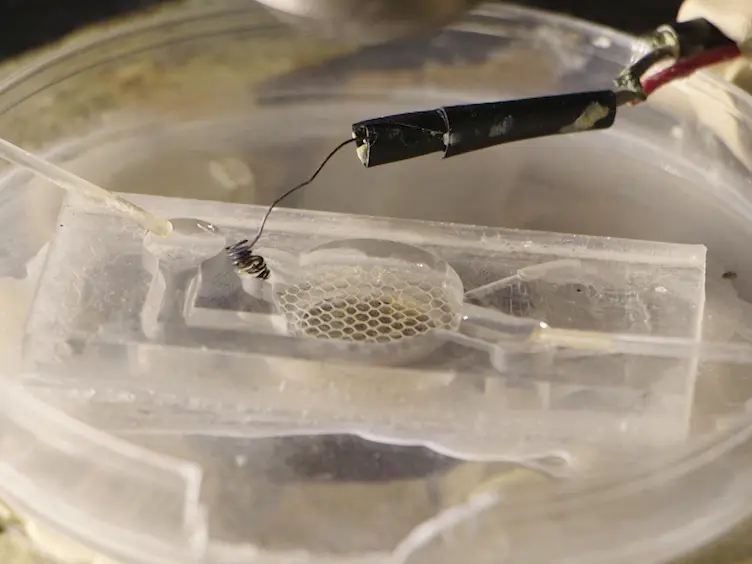Whole-cell Currents Induced by Puff Application of GABA in Brain Slices