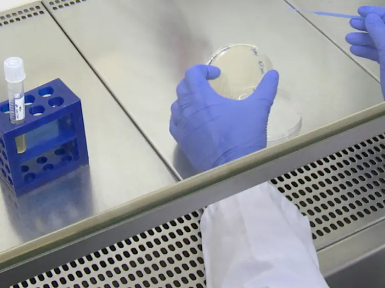 Isolation of <em>Salmonella typhimurium</em>-containing Phagosomes from Macrophages
