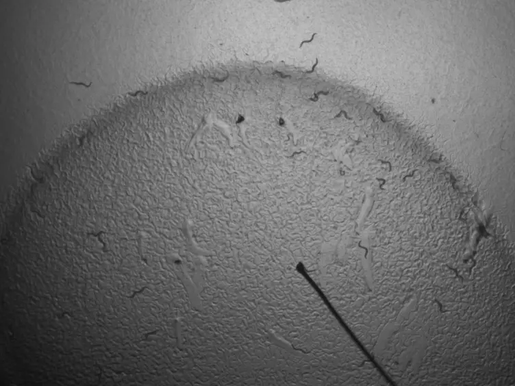 Using a Microfluidics Device for Mechanical Stimulation and High Resolution Imaging of <em>C. elegans</em>