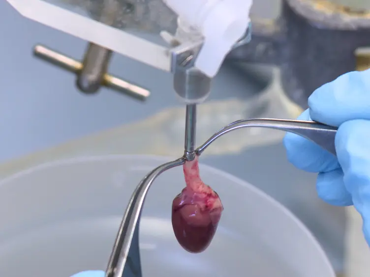 Isolation and Cultivation of Adult Rat Cardiomyocytes