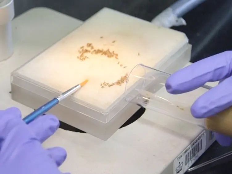 Dissection and Staining of <em>Drosophila </em>Pupal Ovaries