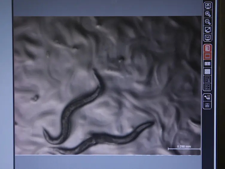 A Simple Method for High Throughput Chemical Screening in <em>Caenorhabditis Elegans</em>