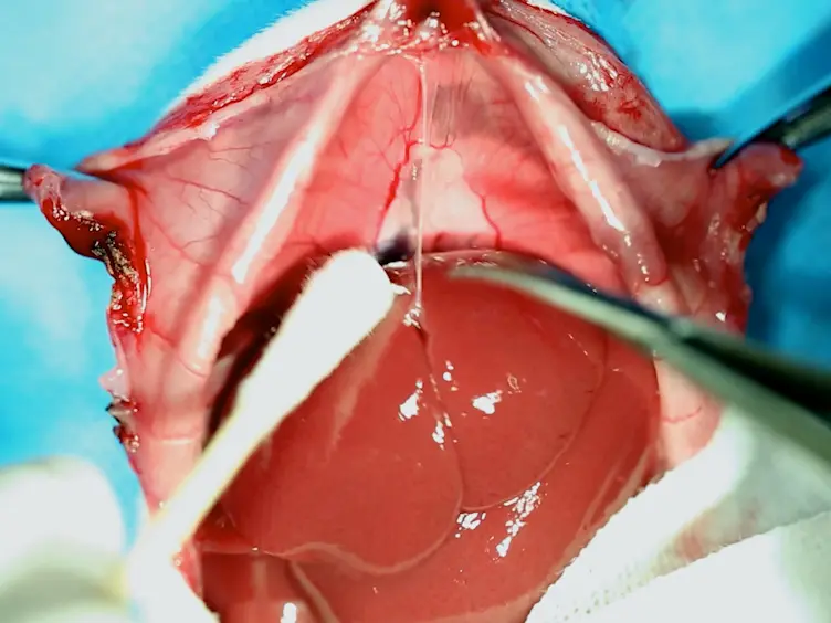 A Rat Model of Orthotopic Liver Transplantation Using a Novel Magnetic Anastomosis Technique for Suprahepatic Vena Cava Reconstruction