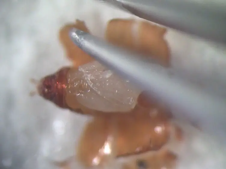 Methods for Staging Pupal Periods and Measurement of Wing Pigmentation of <em>Drosophila guttifera</em>