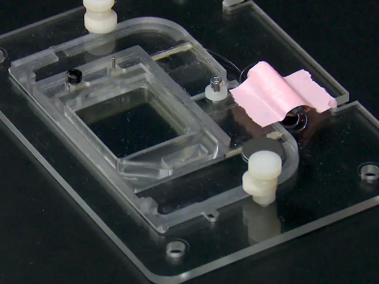 Preparing Fresh Retinal Slices from Adult Zebrafish for <em>Ex Vivo</em> Imaging Experiments