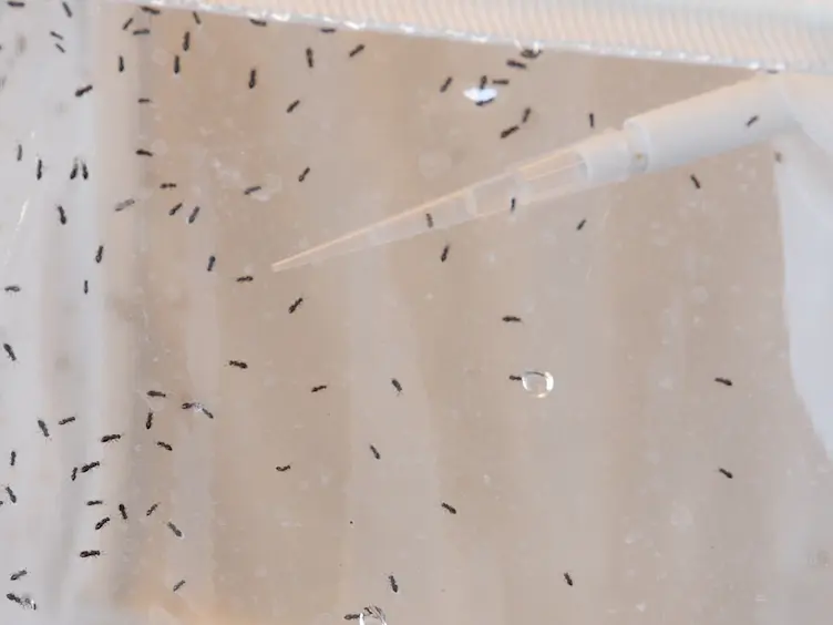 Embryo Microinjection and Transplantation Technique for <em>Nasonia vitripennis</em> Genome Manipulation