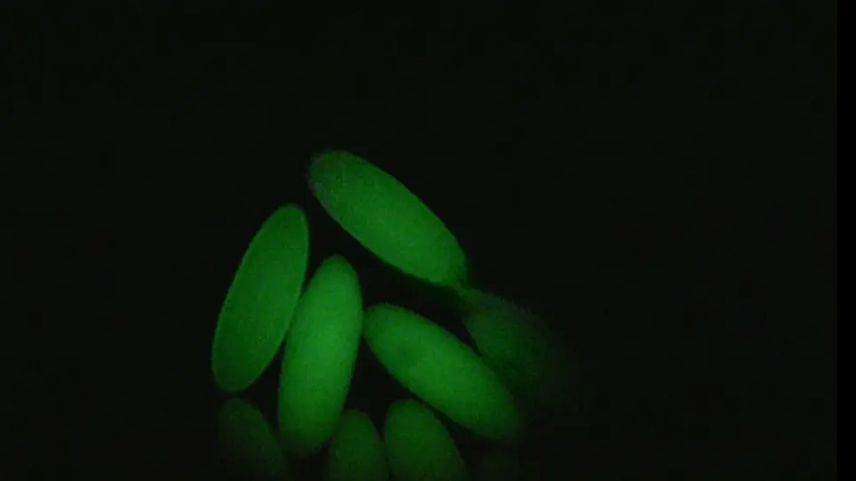 Generation of Genome-wide Chromatin Conformation Capture Libraries from Tightly Staged Early <em>Drosophila</em> Embryos