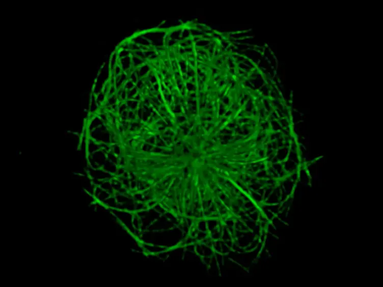 Visualizing the Actin and Microtubule Cytoskeletons at the B-cell Immune Synapse Using Stimulated Emission Depletion (STED) Microscopy