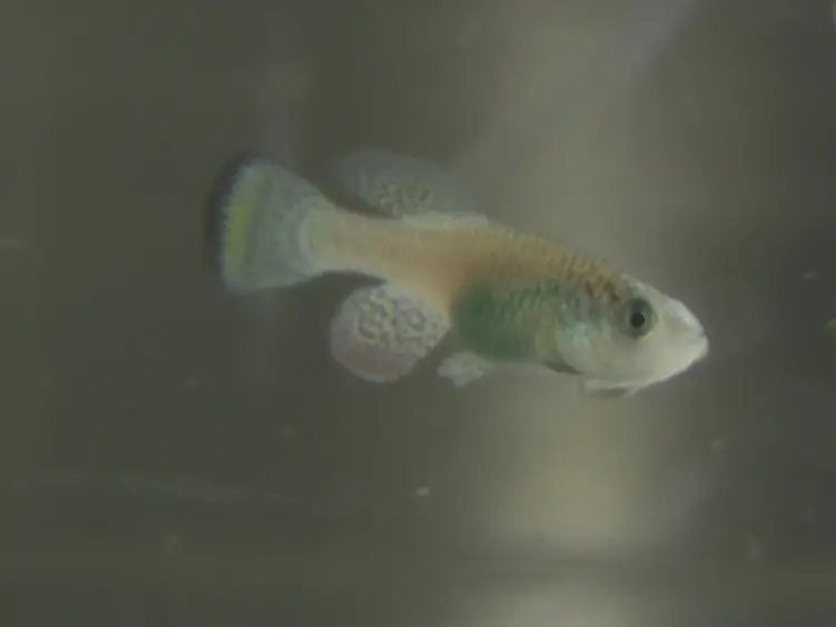 A Protocol for Laboratory Housing of Turquoise Killifish (<em>Nothobranchius furzeri</em>)