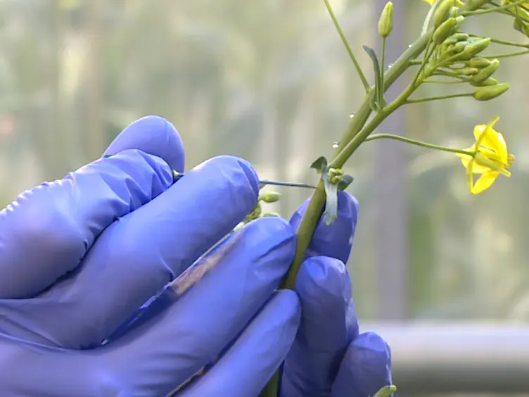 Phloem Sap Sampling from <em>Brassica napus</em> for 3D-PAGE of Protein and Ribonucleoprotein Complexes