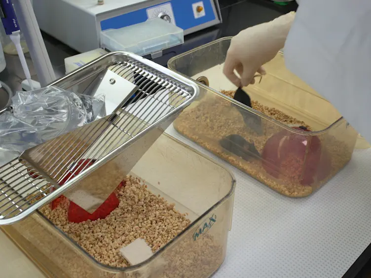 A Method for the Measurement of Salivary Gland Function in Mice