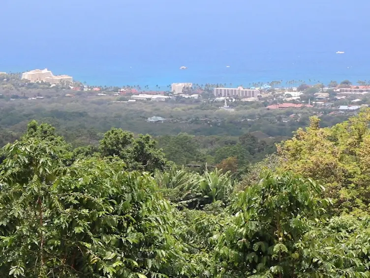 The Hawaii Protocol for Scientific Monitoring of Coffee Berry Borer: a Model for Coffee Agroecosystems Worldwide