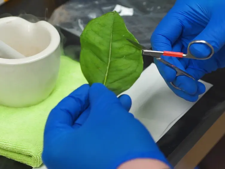 Specific and Accurate Detection of the Citrus Greening Pathogen <em>Candidatus liberibacter </em> spp. Using Conventional PCR on Citrus Leaf Tissue Samples