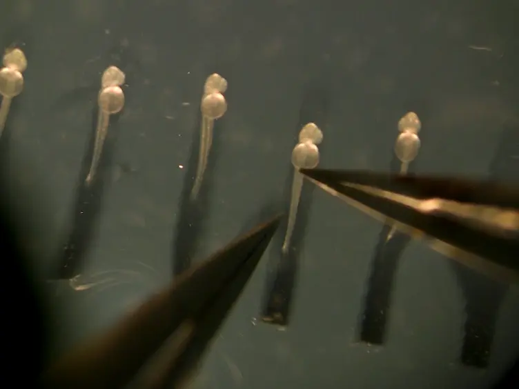 Following Endocardial Tissue Movements via Cell Photoconversion in the Zebrafish Embryo