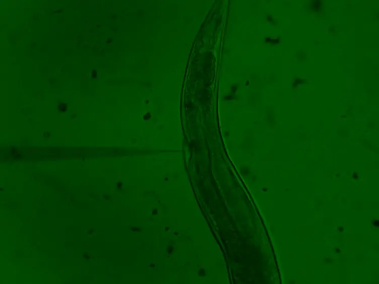 Enhanced Genome Editing with Cas9 Ribonucleoprotein in Diverse Cells and Organisms