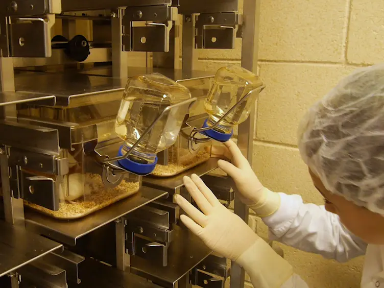 Assessing Activity-based Anorexia in Mice