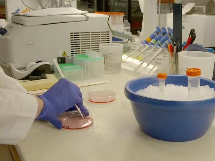 Use of Two Dimensional Semi-denaturing Detergent Agarose Gel Electrophoresis to Confirm Size Heterogeneity of Amyloid or Amyloid-like Fibers
