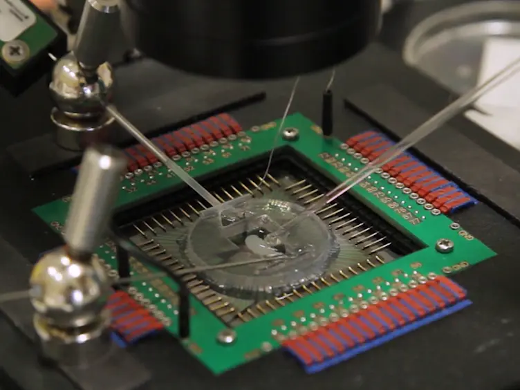Recording and Modulation of Epileptiform Activity in Rodent Brain Slices Coupled to Microelectrode Arrays