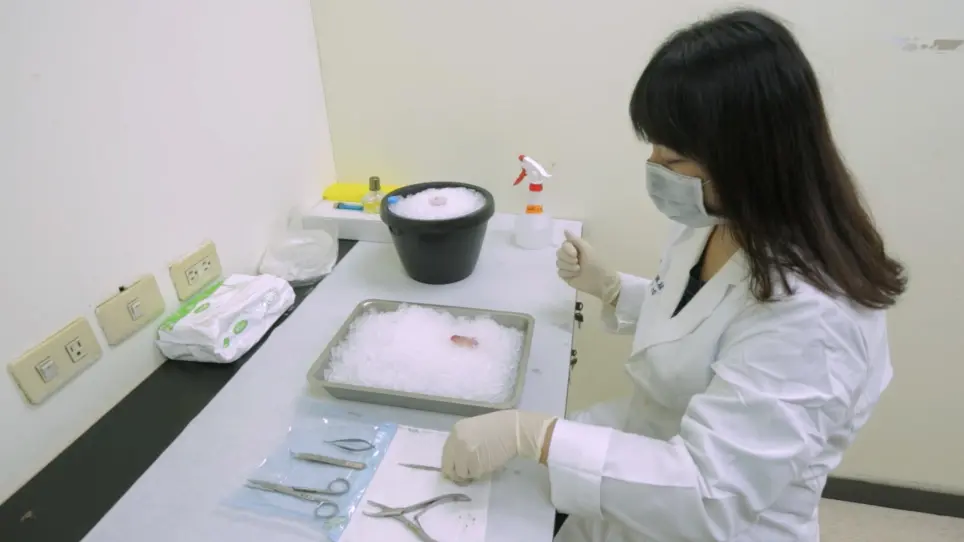 Dorsal Root Ganglia Isolation and Primary Culture to Study Neurotransmitter Release