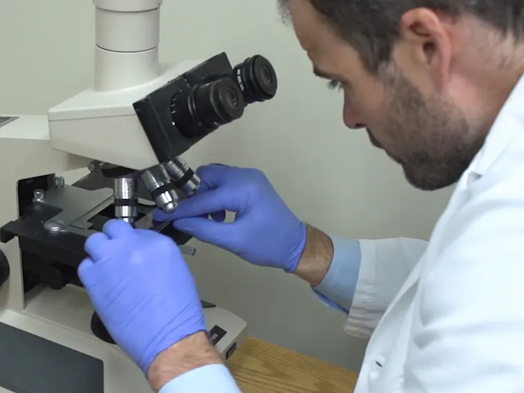 Laser Capture Microdissection of Highly Pure Trabecular Meshwork from Mouse Eyes for Gene Expression Analysis
