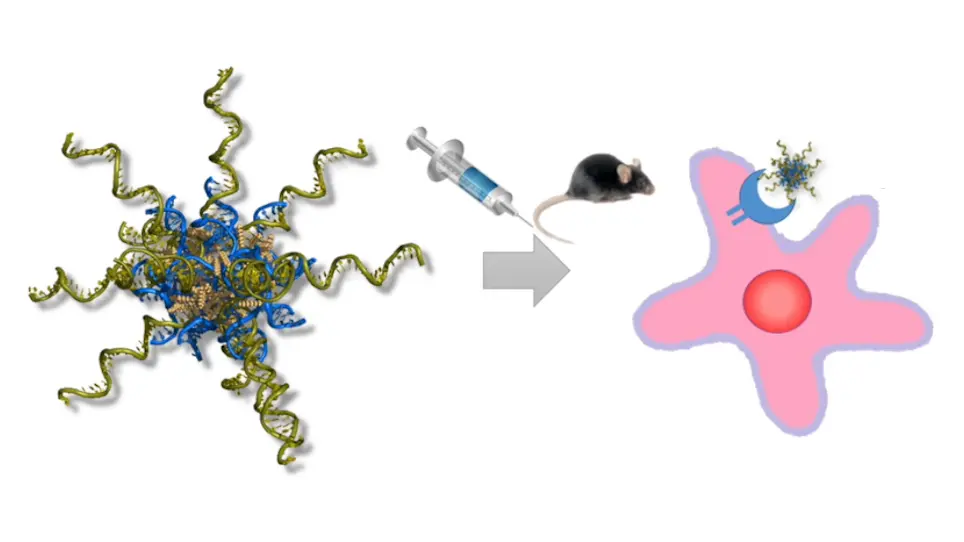 Immunostimulatory Agent Evaluation: Lymphoid Tissue Extraction and Injection Route-Dependent Dendritic Cell Activation